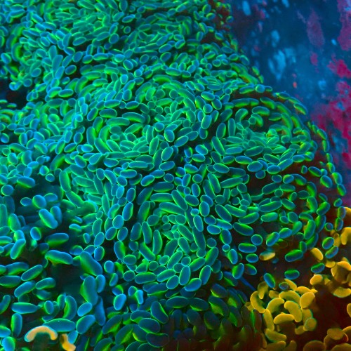 EUPHYLLIA PARAANCORA HOLOGRAM GREEN [S: 1-2P] #1007506