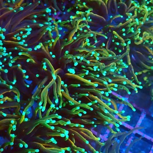 EUPHYLLIA GLABRESCENS DRAGON SOUL [S] #1007001