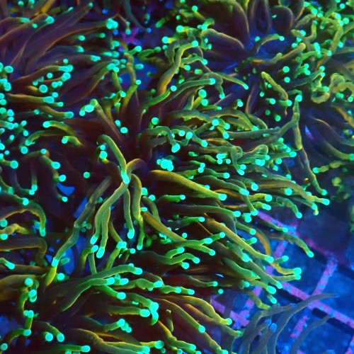 EUPHYLLIA GLABRESCENS DRAGON SOUL [S] #1007001
