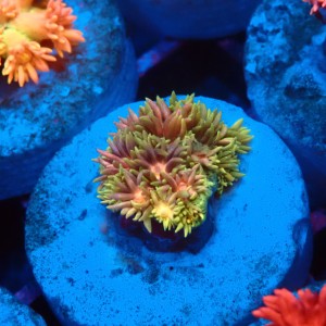 GONIOPORA RAINBOW #1007602