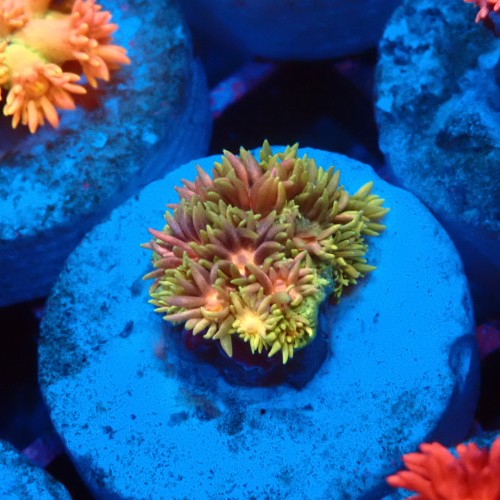 GONIOPORA RAINBOW #1007602