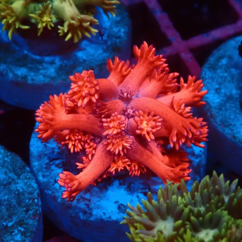 GONIOPORA ULTRA RED #1007603