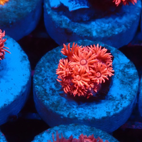 GONIOPORA RED #1007605