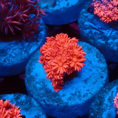 GONIOPORA RED #1007606