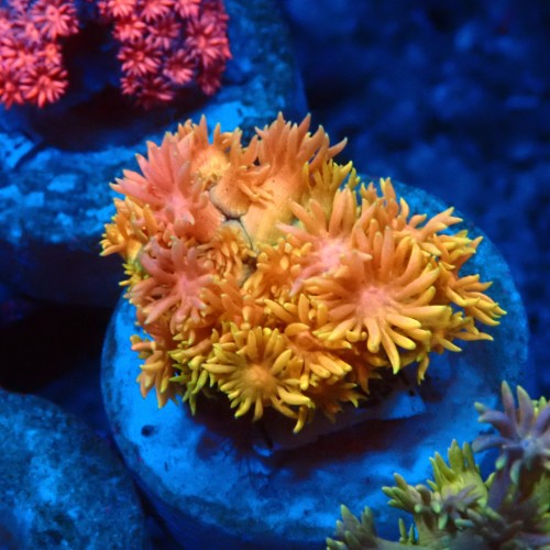 GONIOPORA RAINBOW #1007607