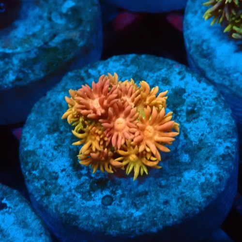GONIOPORA RAINBOW #1007609