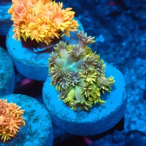 GONIOPORA RAINBOW #1007610