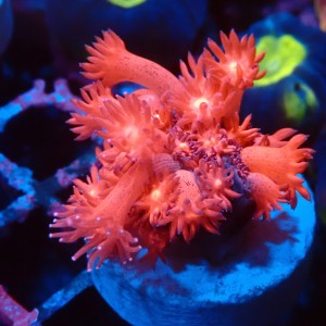 GONIOPORA RED #1007611