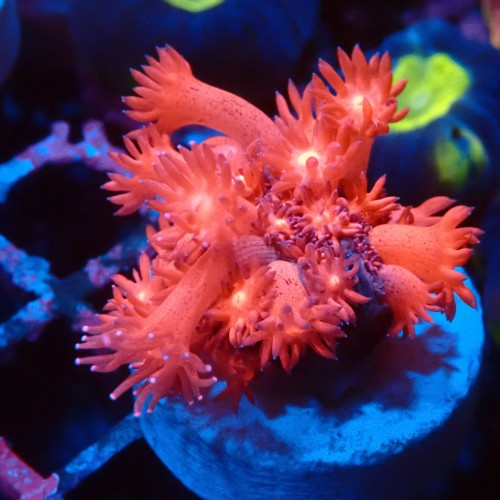 GONIOPORA RED #1007611