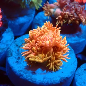GONIOPORA RAINBOW #1007612
