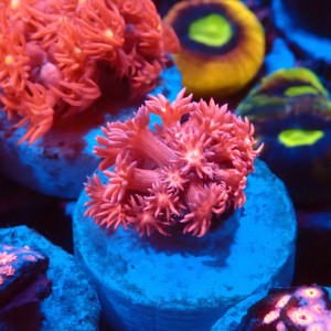 GONIOPORA PINK #1007613