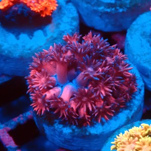 GONIOPORA PURPLE BLUE #1007615