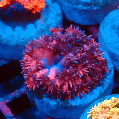 GONIOPORA PURPLE BLUE #1007615