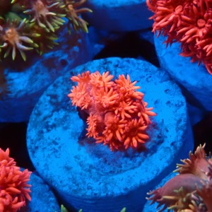 GONIOPORA RED #1007616