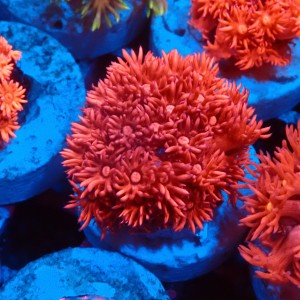 GONIOPORA RED #1007617