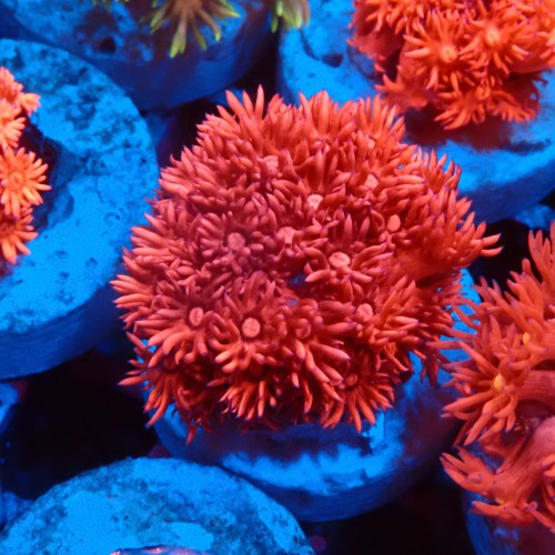 GONIOPORA RED #1007617