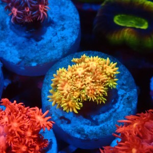 GONIOPORA RAINBOW #1007619