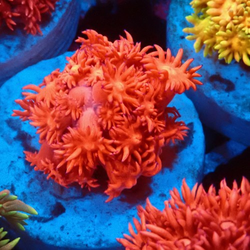 GONIOPORA ULTRA RED #1007620