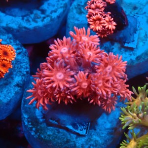 GONIOPORA PINK #1007621