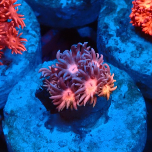 GONIOPORA RAINBOW #1007622