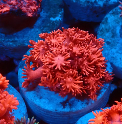 GONIOPORA ULTRA RED #1007623