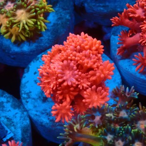 GONIOPORA ULTRA RED #1007624