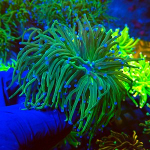 EUPHYLLIA GLABRESCENS GREEN TORCH [M] #1007777