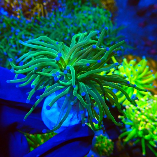 EUPHYLLIA GLABRESCENS GREEN TORCH [S] #1007778