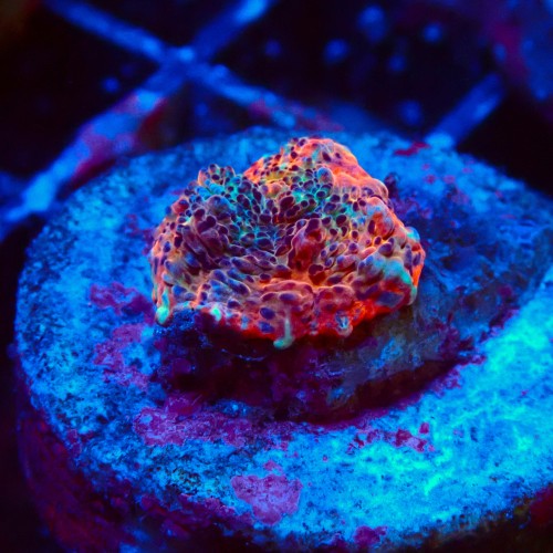 ECHINOPHYLLIA CHALICE NACHO CHEESE FRAG #1607008