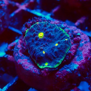 ECHINOPHYLLIA CHALICE WATERMELON FRAG #1607011