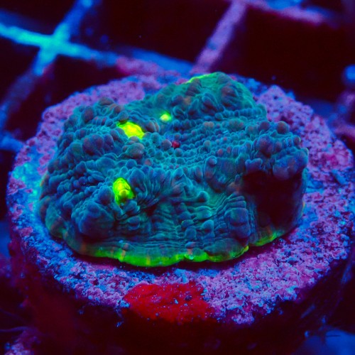 ECHINOPHYLLIA CHALICE WATERMELON FRAG #1607016