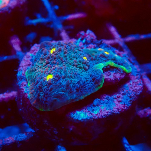 ECHINOPHYLLIA CHALICE WATERMELON FRAG #1607022