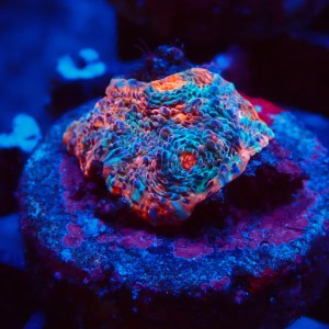 ECHINOPHYLLIA CHALICE NACHO CHEESE FRAG #1607026