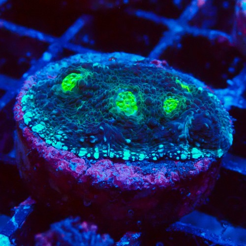 ECHINOPHYLLIA CHALICE GREEN EYE FRAG #1607032