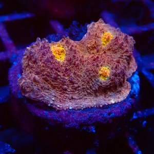 ECHINOPHYLLIA CHALICE PINK ORANGE EYE FRAG #1607041