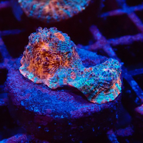 ECHINOPHYLLIA CHALICE NACHO CHEESE FRAG #1607042