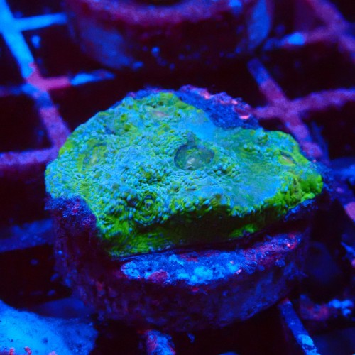 ECHINOPHYLLIA CHALICE LIME GREEN FRAG #1607043