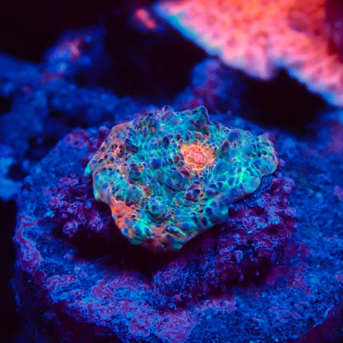 ECHINOPHYLLIA CHALICE NACHO CHEESE FRAG #1607045