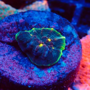 ECHINOPHYLLIA CHALICE WATERMELON FRAG #1607047