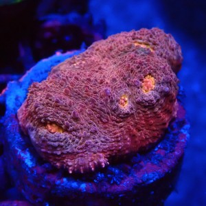 ECHINOPHYLLIA CHALICE PINK FRAG #1607053