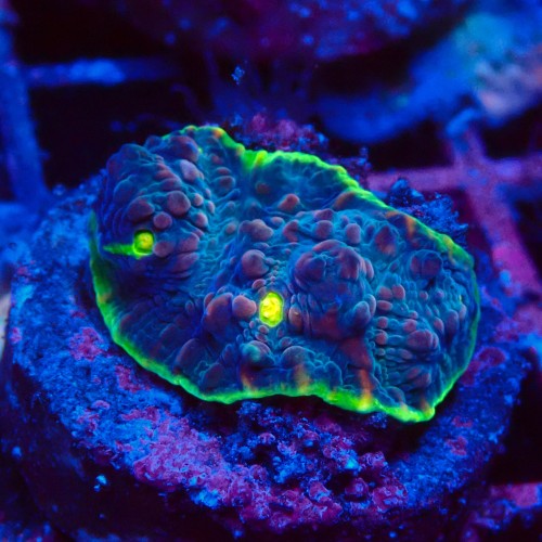 ECHINOPHYLLIA CHALICE WATERMELON FRAG #1607056