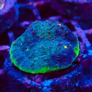 ECHINOPHYLLIA CHALICE WATERMELON FRAG #1607064
