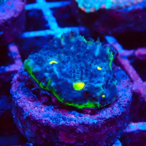 ECHINOPHYLLIA CHALICE WATERMELON FRAG [OUTLET] #1607065