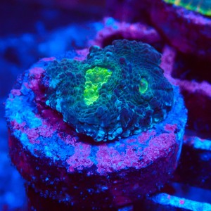 ECHINOPHYLLIA CHALICE GREEN EYE FRAG #1607066
