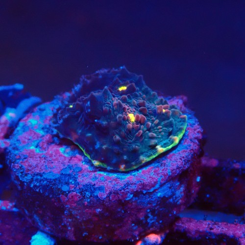ECHINOPHYLLIA CHALICE WATERMELON FRAG #1607082
