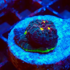 ECHINOPHYLLIA CHALICE WATERMELON FRAG #1607009