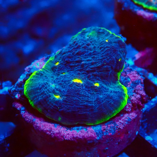 ECHINOPHYLLIA CHALICE WATERMELON FRAG #1607013