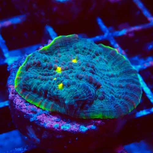 ECHINOPHYLLIA CHALICE GREEN WATERMELON FRAG #1607015