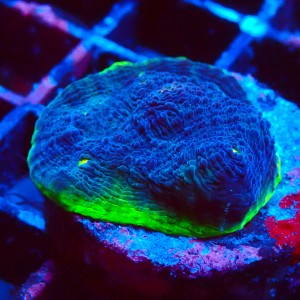 ECHINOPHYLLIA CHALICE WATERMELON FRAG #1607017