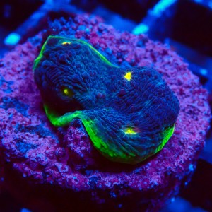 ECHINOPHYLLIA CHALICE WATERMELON FRAG #1607018